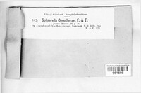Sphaerella oenotherae image